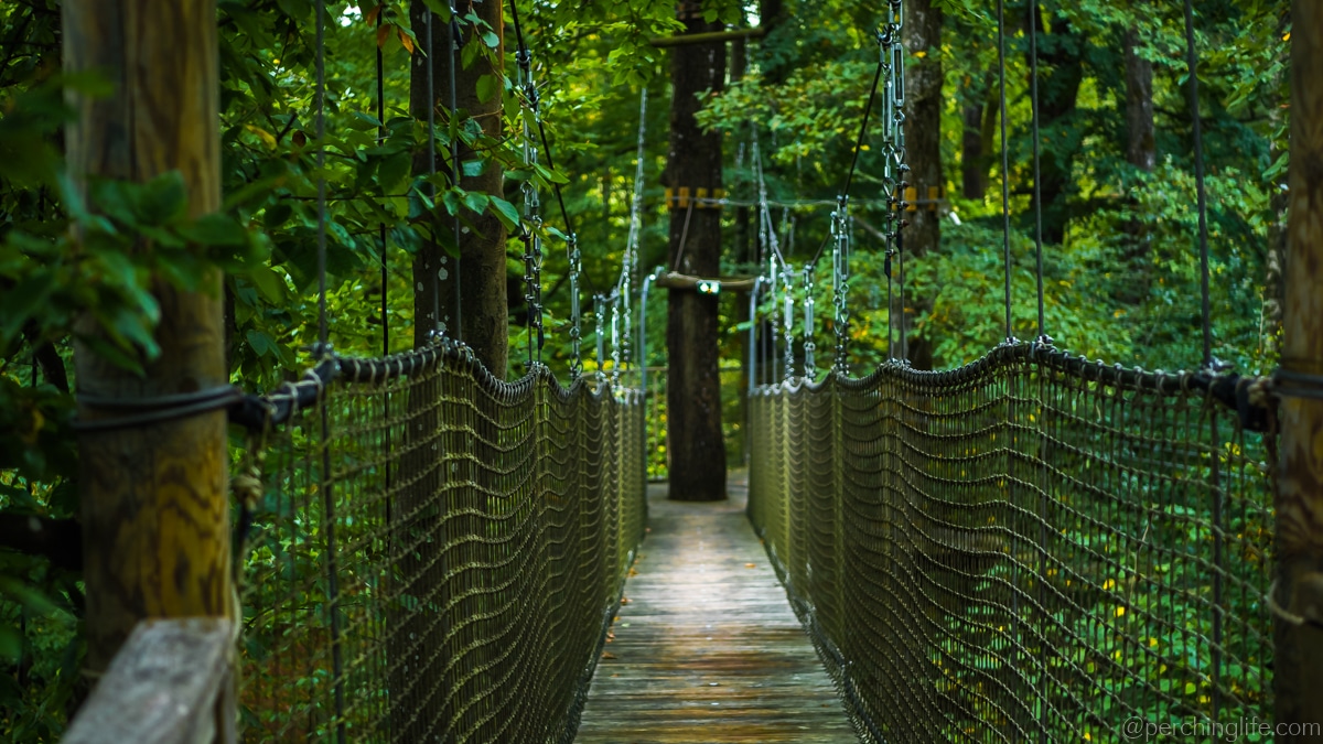Vue sur la forêt champenoise depuis Perching Life
